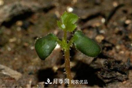 月季花的种子可以种吗？(图2)