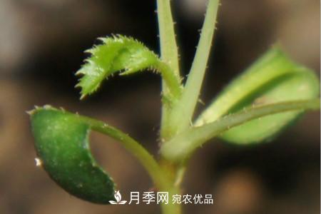 月季花的种子可以种吗？(图3)