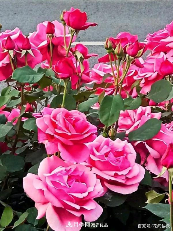 安徽铜陵公路旁种满大花月季，太漂亮绕路也要去看(图2)