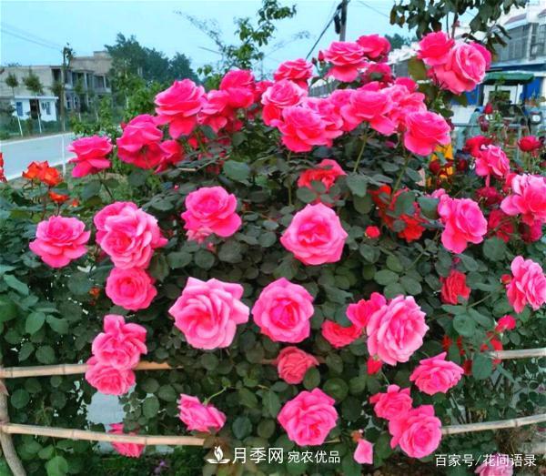 安徽铜陵公路旁种满大花月季，太漂亮绕路也要去看(图3)