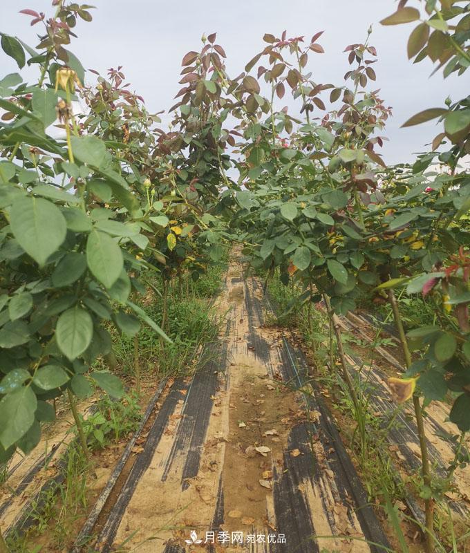 供应四川小高杆月季，棒棒糖月季批发(图2)