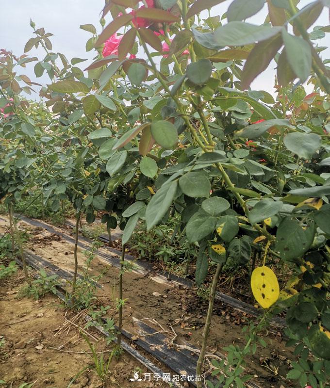 供应四川小高杆月季，棒棒糖月季批发(图4)