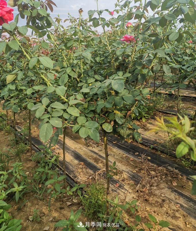 供应四川小高杆月季，棒棒糖月季批发(图1)