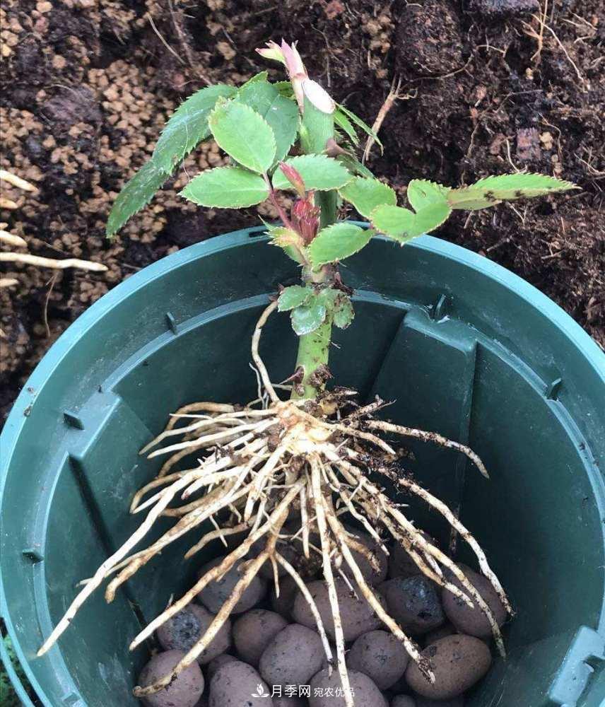 扦插的月季出根后应该如何移栽？(图2)