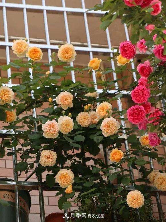 上海发布《窗阳台绿化推荐植物名录》，月季花在列，好不好养来看看(图3)