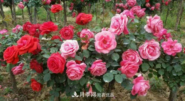 嫁接月季花，注意4个“要点”，轻松提高成活率(图3)