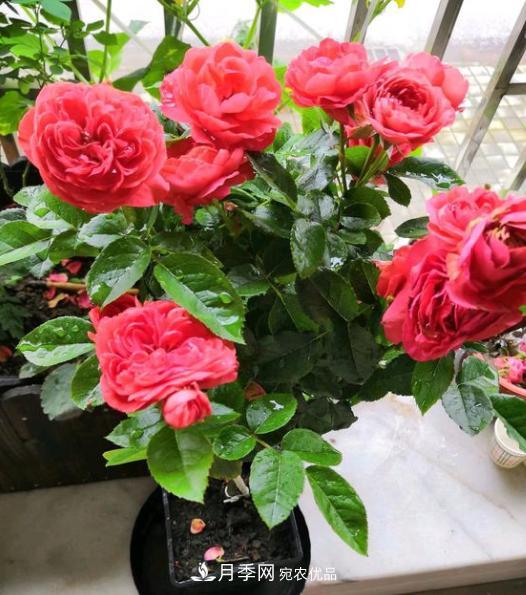 嫁接月季花，注意4个“要点”，轻松提高成活率(图2)