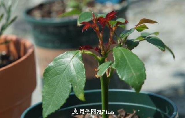 扦插月季花，几月最合适？掌握几个“关键点”，扦插都没问题(图3)