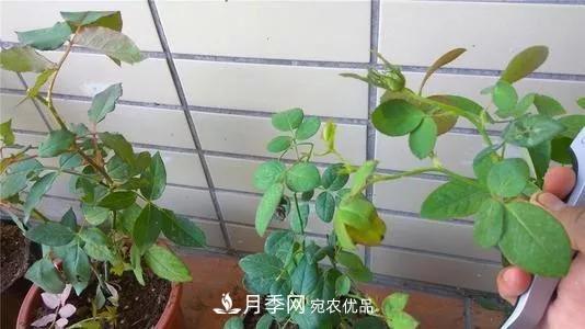 月季过冬做好这5点，来年春天长得旺，开花多到压弯枝头(图6)