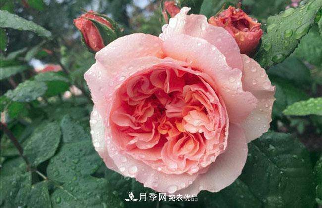 月季花的花语是什么？月季花的寓意和象征(图1)