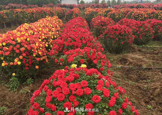 基地直供造型月季花瓶、月季花球、月季花柱批发价格(图3)