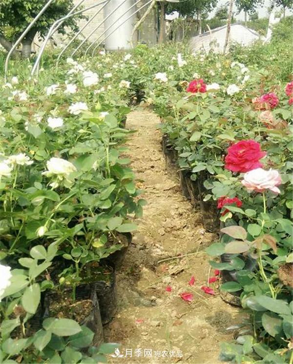 南阳月季花营养钵苗如何养？价格多少钱？(图1)