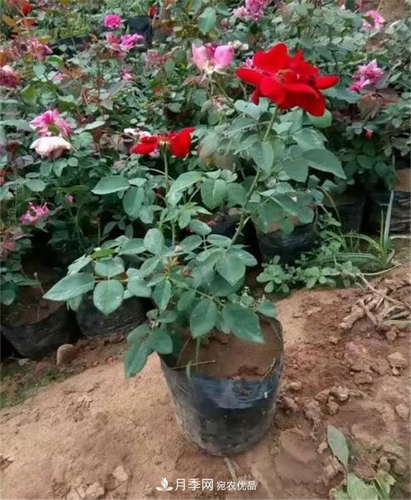 南阳月季花营养钵苗如何养？价格多少钱？(图2)