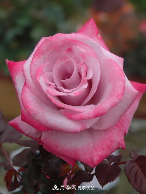 分享10种大花月季，每一款开花鲜艳香味清新(图3)