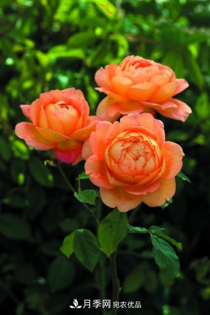 分享10种大花月季，每一款开花鲜艳香味清新(图6)