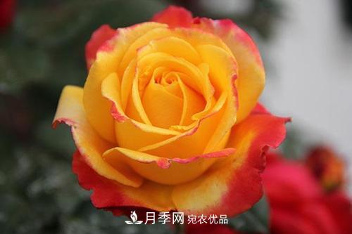 分享10种大花月季，每一款开花鲜艳香味清新(图7)