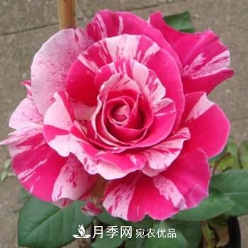分享10种大花月季，每一款开花鲜艳香味清新(图10)