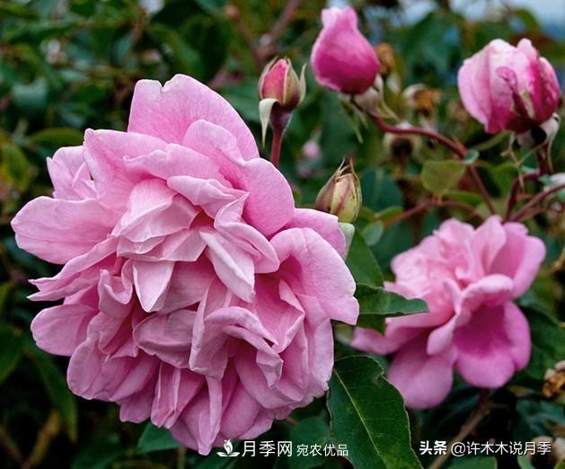 25个丰花浓香的波旁月季。拥有中国血统，不仅抗病还能做花墙(图1)