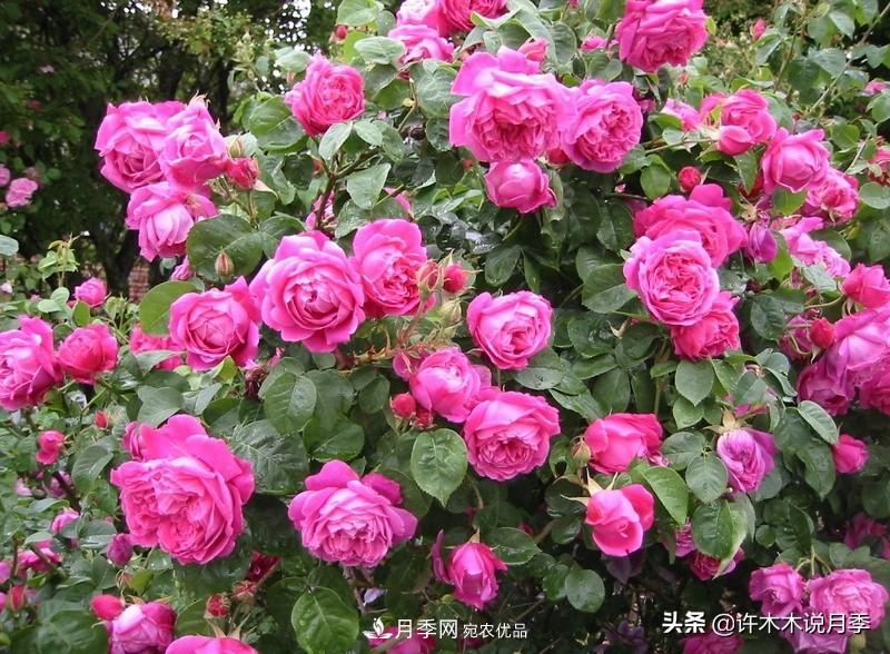25个丰花浓香的波旁月季。拥有中国血统，不仅抗病还能做花墙(图2)