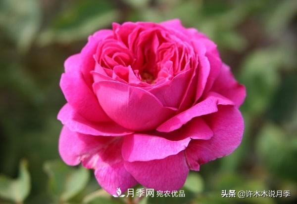 25个丰花浓香的波旁月季。拥有中国血统，不仅抗病还能做花墙(图16)