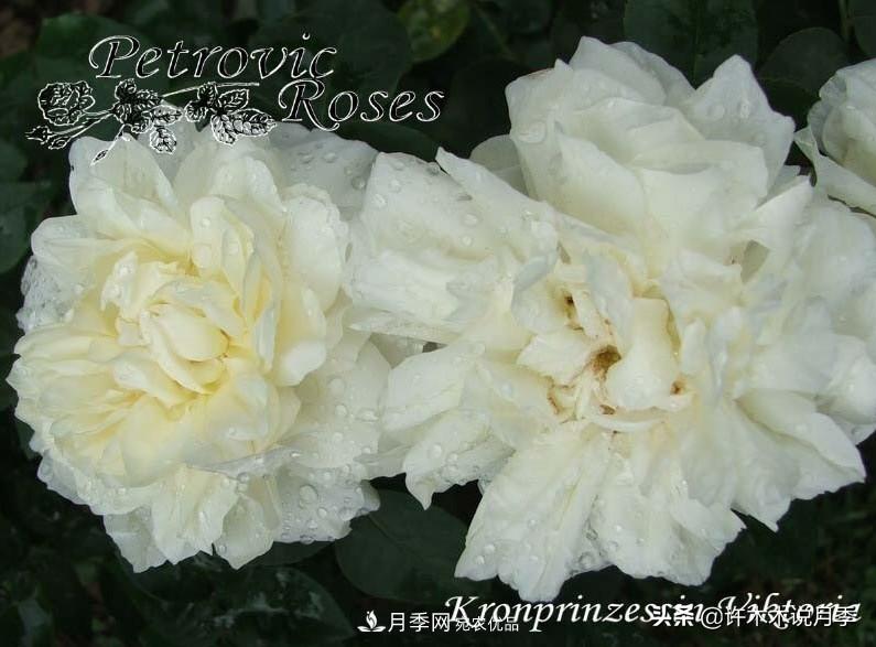 25个丰花浓香的波旁月季。拥有中国血统，不仅抗病还能做花墙(图26)