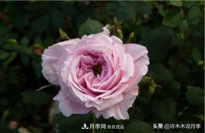 25个丰花浓香的波旁月季。拥有中国血统，不仅抗病还能做花墙(图33)