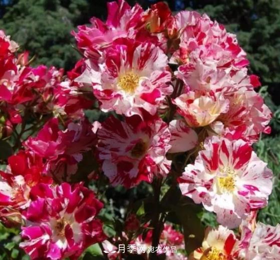 3种“最香月季花”，个个香气四溢、惊艳四座，年年开花(图4)