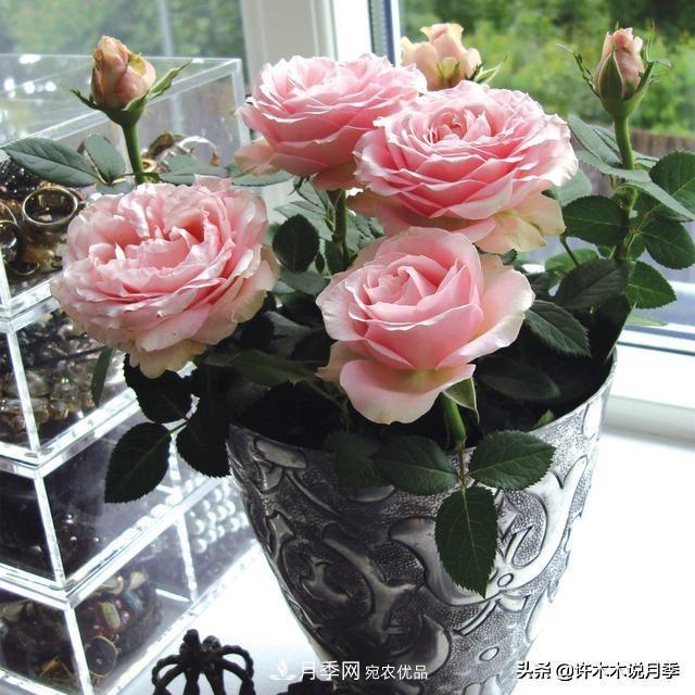 月季垂头怎么办？枝条柔软不直立怎么回事，教你一招搞定(图6)