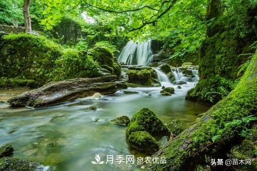 秋季苗木起出后没及时栽植怎么办，教你几招(图2)