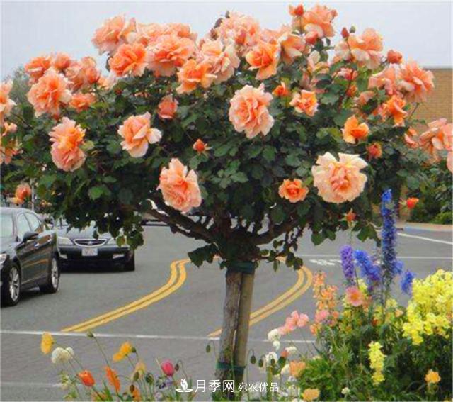 秋天阳台养月季，3个养护要点要掌握，开花又大又艳丽(图2)