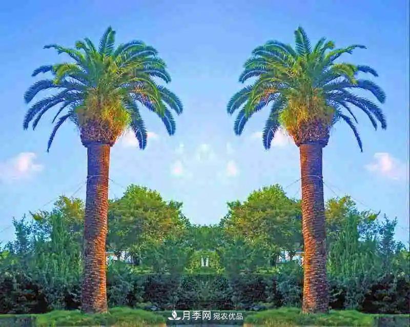 这些5种高端苗木向来就是“抢手货”，你知道几个？(图3)