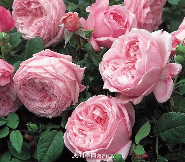 月季地栽好还是盆栽好？无论种哪儿都能爆盆开花(图2)