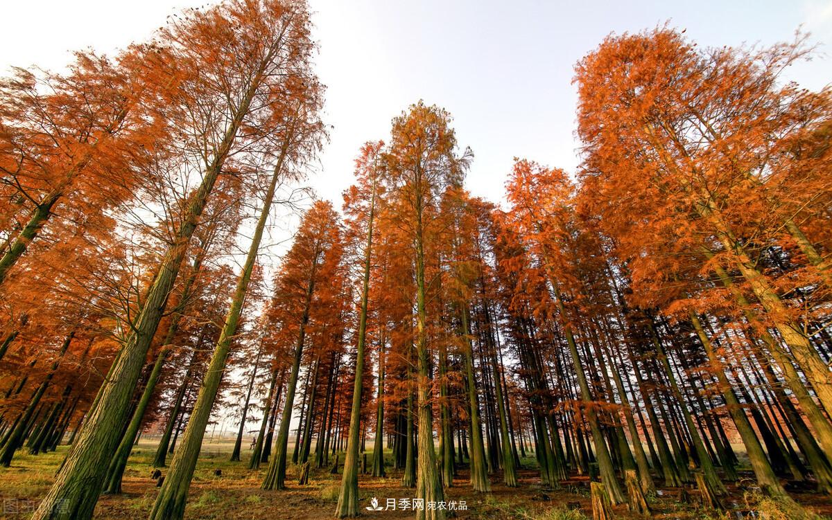 秋叶如花，观赏红叶的苗木，除了红枫，你认识哪几种？(图9)