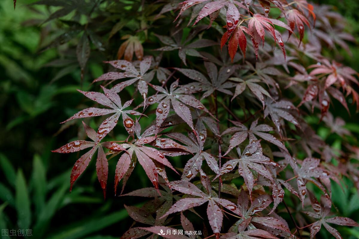 秋叶如花，观赏红叶的苗木，除了红枫，你认识哪几种？(图7)