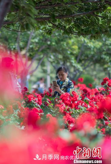 中国月季之都 山东莱州月季花海吸睛(图3)