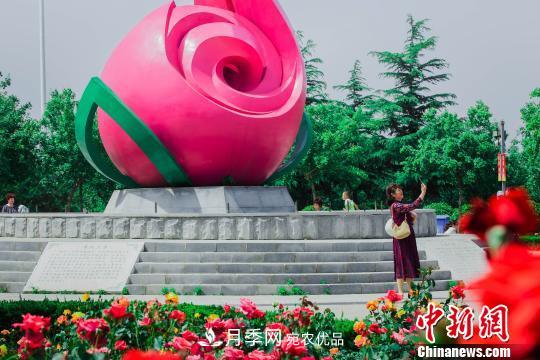 中国月季之都 山东莱州月季花海吸睛(图2)