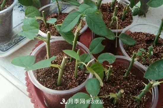 月季枝扦插如何快速生根，几个小妙招试试(图1)