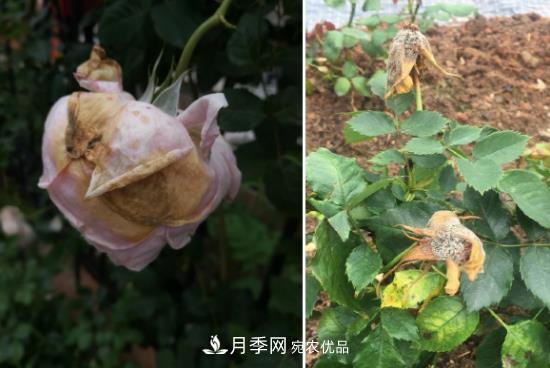 月季病害及杂草如何防除？(图4)