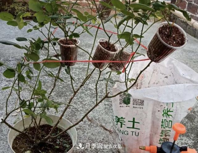 高压月季出现黑杆？你可能“踩了”2个坑，其实高压有方法(图2)