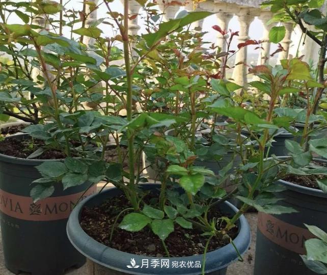 高压月季出现黑杆？你可能“踩了”2个坑，其实高压有方法(图3)