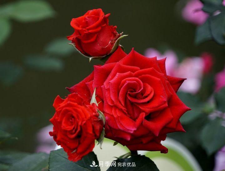 一年开两次花，月季花需要这样养护管理(图3)