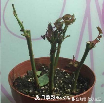 月季冬剪别着急，剪早了比不剪还要糟糕！(图4)