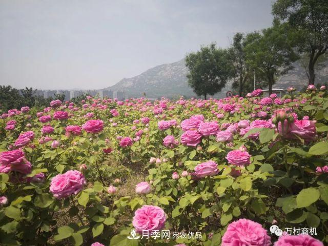 月季花好养活，但要花大花艳您得懂这些知识(图2)