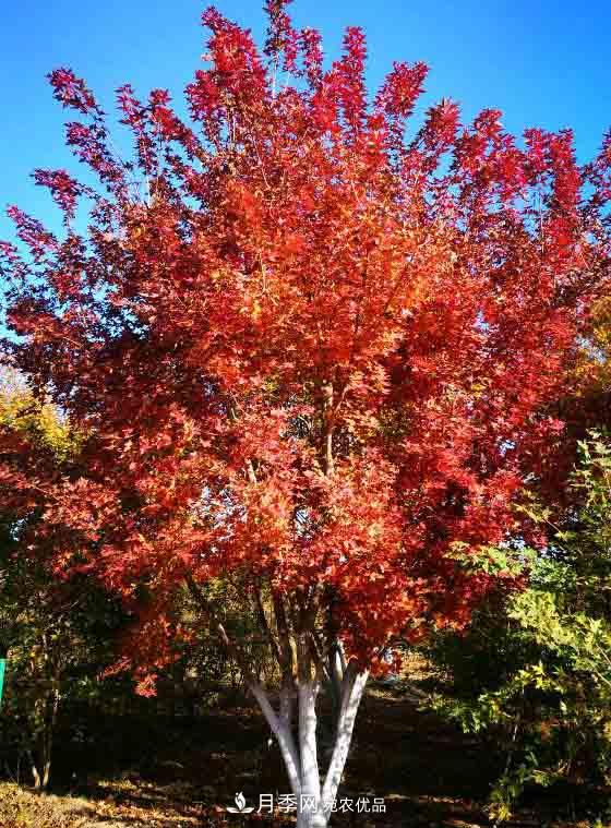 38棵树卖了75万，看这家苗圃的“梦之树”如何炼成？(图1)