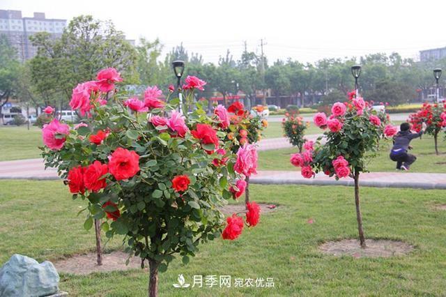 花中皇后四季常开，看月季之乡的树状月季是如果养殖的？(图2)