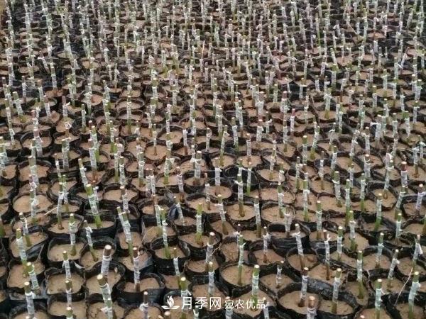 藤本月季有哪几种嫁接方式？(图3)