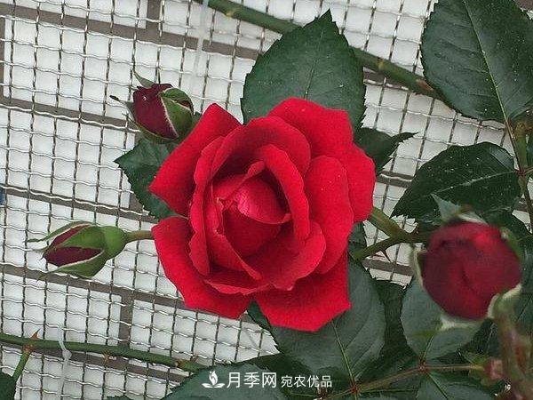 说一说南阳月季园的四种红色藤本月季(图1)
