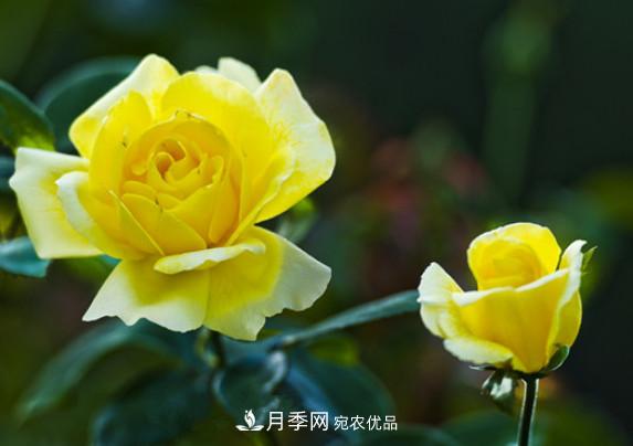 月季红蜘蛛不可怕 做好预防走天下(图1)