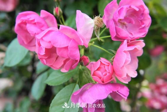 月季红蜘蛛不可怕 做好预防走天下(图2)