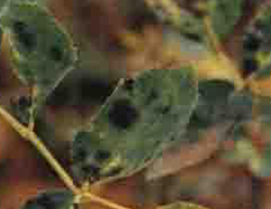 秋季月季病虫防治(图2)